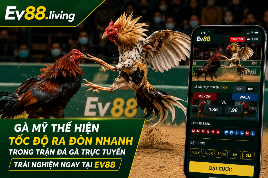 Gà Mỹ thể hiện tốc độ ra đòn nhanh trong một trận đá gà trực tuyến tại EV88